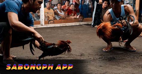 sabong enthusiasts|Sabongph App .